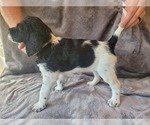 Small Photo #3 German Shorthaired Pointer-Poodle (Standard) Mix Puppy For Sale in GREENBRIER, AR, USA