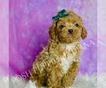 Small Photo #101 Poodle (Miniature) Puppy For Sale in WARSAW, IN, USA