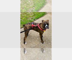 Boxer Dogs for adoption in Austin, TX, USA