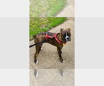 Small Boxer