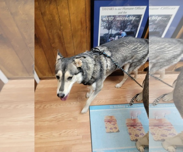Medium Photo #13 Siberian Husky-Unknown Mix Puppy For Sale in Cedar Crest, NM, USA