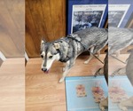 Small #12 Siberian Husky Mix