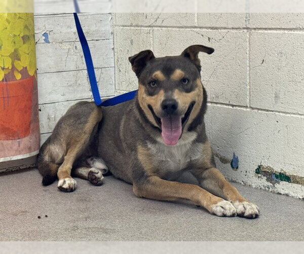 Medium Photo #1 German Shepherd Dog-Unknown Mix Puppy For Sale in San Bernardino, CA, USA