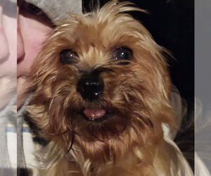 Mutt Dogs for adoption in Brooklyn Center, MN, USA