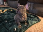 Small Photo #10 French Bulldog Puppy For Sale in CROWS LANDING, CA, USA