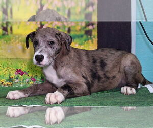 Catahoula Leopard Dog-Unknown Mix Dogs for adoption in Wetumpka, AL, USA