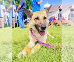 Small #1 German Shepherd Dog
