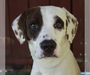 Harrier-Unknown Mix Dogs for adoption in Oakland Park, FL, USA
