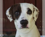 Small Harrier Mix