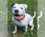 Small #1 American Pit Bull Terrier