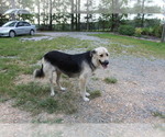 Small #1 Bernese Mountain Dog-Labrador Retriever Mix