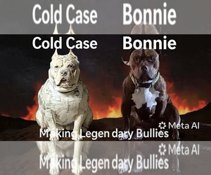 Medium American Bully