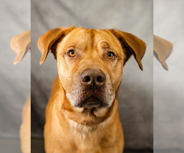 Medium Photo #2 Mutt Puppy For Sale in Clinton, OK, USA