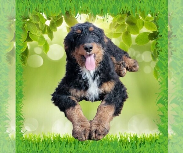 Medium Photo #1 Bernedoodle Puppy For Sale in BLACK FOREST, CO, USA