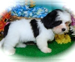 Small #4 ShihPoo-Yorkshire Terrier Mix
