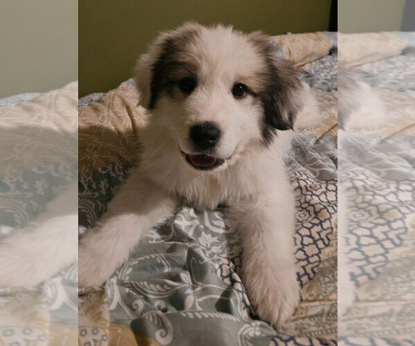 Medium Photo #1 Great Pyrenees-Unknown Mix Puppy For Sale in Clarkston, MI, USA