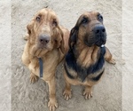 Small Photo #1 Bloodhound Puppy For Sale in FORT MORGAN, CO, USA