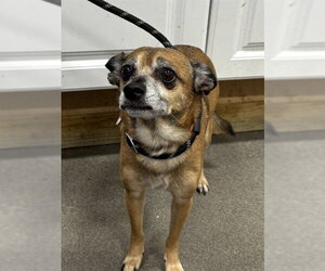 Chihuahua Dogs for adoption in Forestville, MD, USA