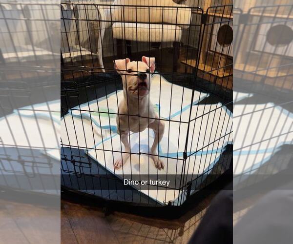Medium Photo #7 American Pit Bull Terrier-Unknown Mix Puppy For Sale in Catasauqua, PA, USA