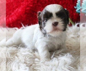 Shih Tzu Puppy for sale in THAYER, KS, USA
