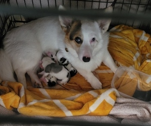 Mother of the American Corgi puppies born on 05/06/2025