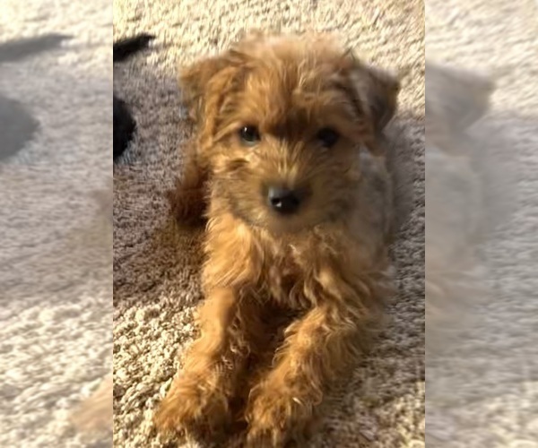 Medium Photo #3 Poocan Puppy For Sale in FAIR OAKS, CA, USA