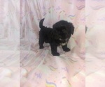 Small #2 Morkie