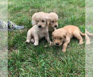 Golden Retriever Puppy for sale in WAVERLY, MO, USA