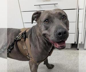 American Pit Bull Terrier-Unknown Mix Dogs for adoption in Alameda, CA, USA