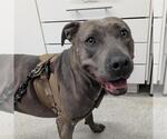 Small American Pit Bull Terrier Mix