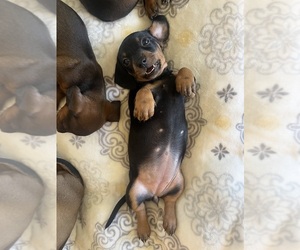 Dachshund Puppy for sale in WHITTIER, CA, USA