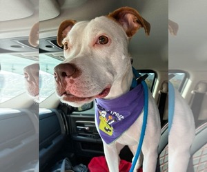 American Pit Bull Terrier-Unknown Mix Dogs for adoption in Germantown, OH, USA