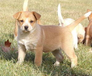 Australian Cattle Dog Puppy for sale in PINE GROVE, PA, USA