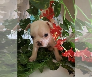 French Bulldog Puppy for sale in MERIDEN, MN, USA