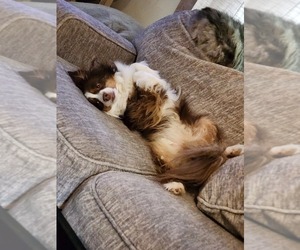 Miniature Australian Shepherd Puppy for sale in ILION, NY, USA