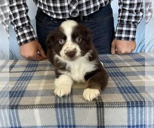 Miniature American Shepherd Puppy for sale in GARYSBURG, NC, USA