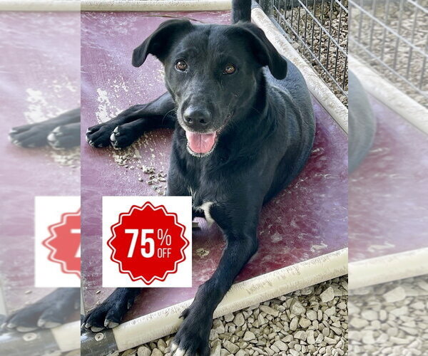 Medium Photo #5 Labrador Retriever-Unknown Mix Puppy For Sale in Bolivar, MO, USA