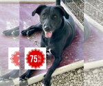 Small #4 Labrador Retriever Mix