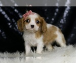 Small #2 Cavalier King Charles Spaniel