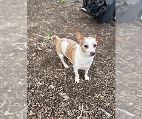 Medium Photo #1 Chihuahua Puppy For Sale in Fremont, CA, USA