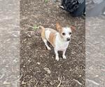 Small Chihuahua