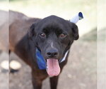 Small Labrador Retriever Mix