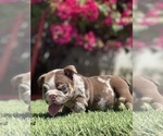 Small Photo #9 Bulldog Puppy For Sale in LOS ANGELES, CA, USA