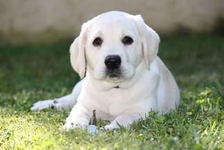 Labrador Retriever Puppy for sale in ESCONDIDO, CA, USA
