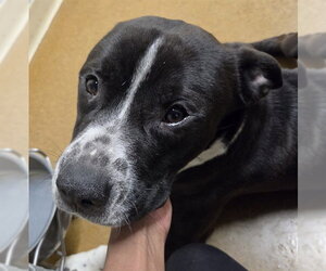 Mutt Dogs for adoption in Anchorage, AK, USA