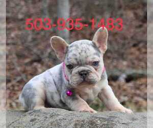 French Bulldog Puppy for Sale in MOUNTAIN PARK, Oregon USA