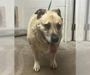 Anatolian Shepherd-Unknown Mix Dogs for adoption in San Andreas, CA, USA