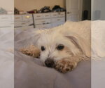Small #3 Maltese Mix