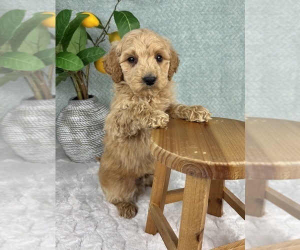 Medium Photo #4 Goldendoodle (Miniature) Puppy For Sale in FRANKLIN, IN, USA