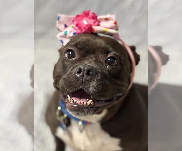 Medium Photo #3 Bulldog-Unknown Mix Puppy For Sale in Spring Lake, NJ, USA